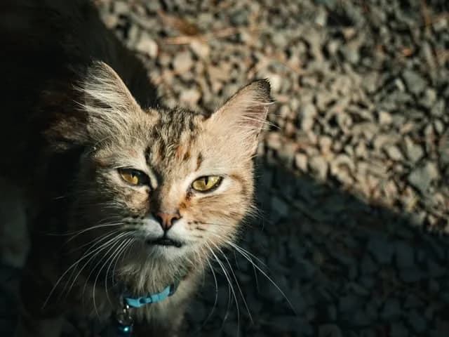 A tabby cat with yellow eyes on gravel